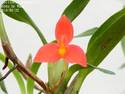 Maxillaria sophronitis